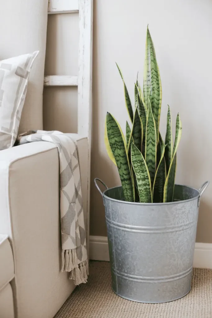 Neutral farmhouse living room with indoor plants.